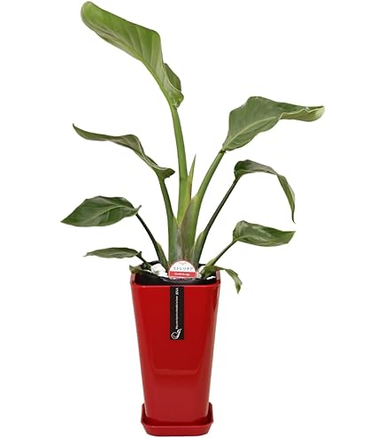 Amazon｜観葉植物：ストレリチア ユンケア ノンリーフ *ノーリーフ